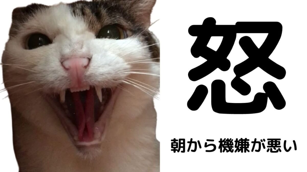 猫は朝からご機嫌斜めな模様(; ･`д･´)